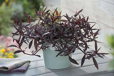 玩家为《生化危机4：重制版》加入2B变身MOD