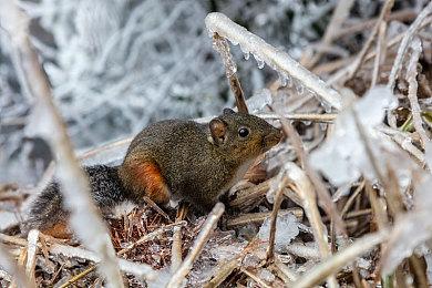 三上真司工作室首个手游《英雄骰子》将于8月底停止运营